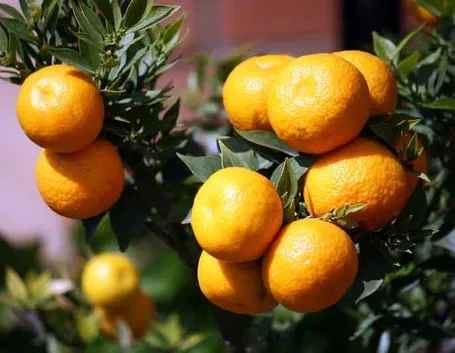 Chinotto frutto pianta