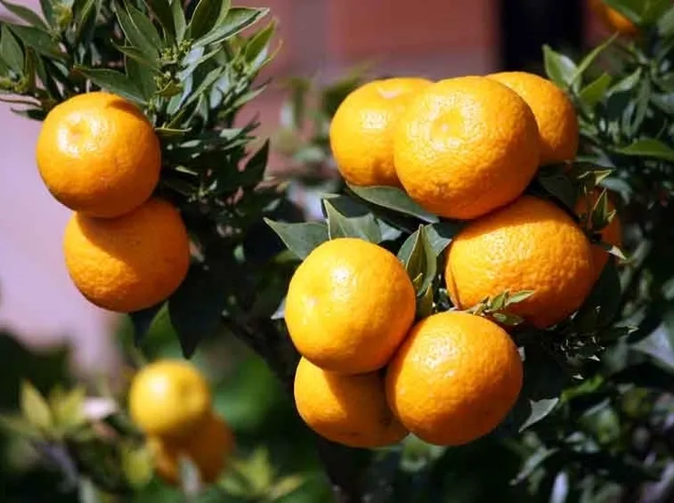 Chinotto frutto pianta