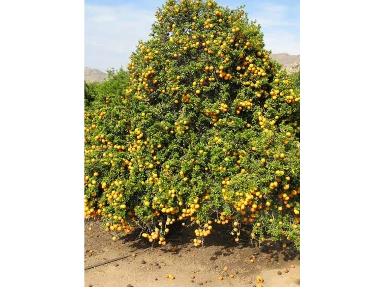 Pianta agrume chinotto