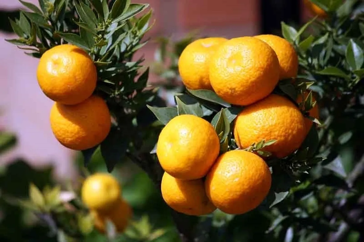 Chinotto frutto pianta