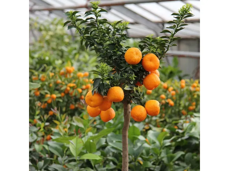 chinotto