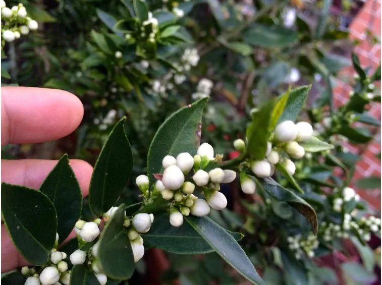 chinotto 2