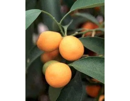kumquat 1