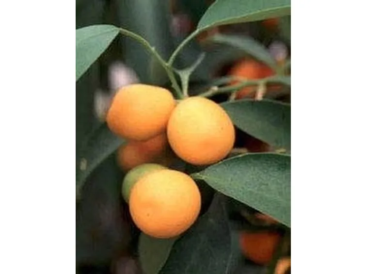 kumquat 1