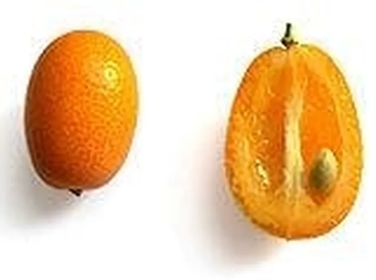 kumquat 2