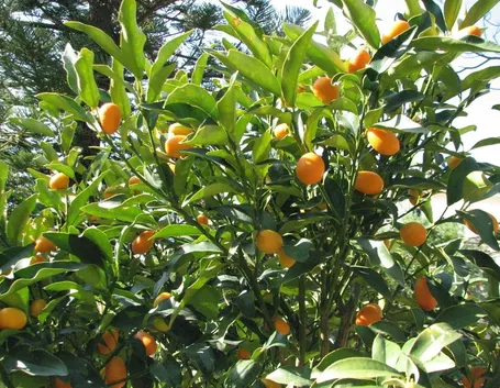 Pianta mandarini cinesi