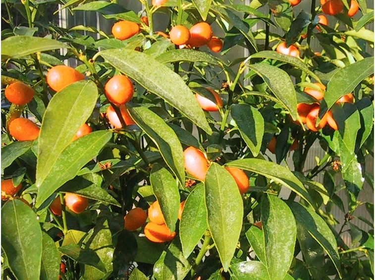 Pianta rigogliosa