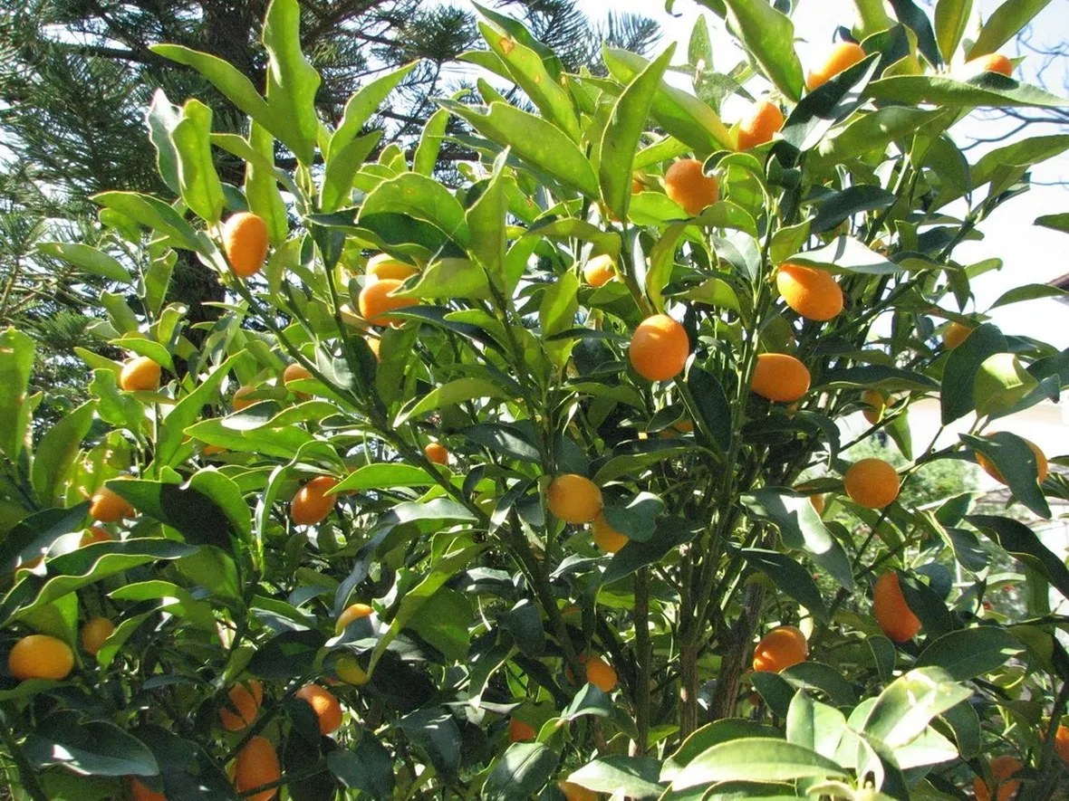 Pianta mandarini cinesi