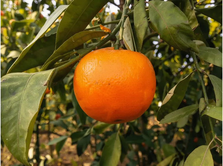 Come capire se mandarini e clementine sono maturi: il colore non basta