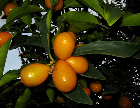 Kumquat mandarino cinese