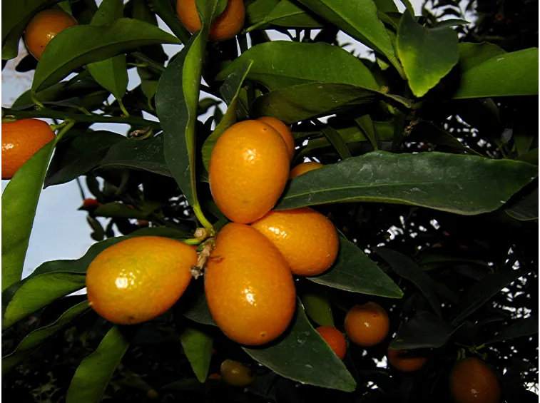 Kumquat mandarino cinese