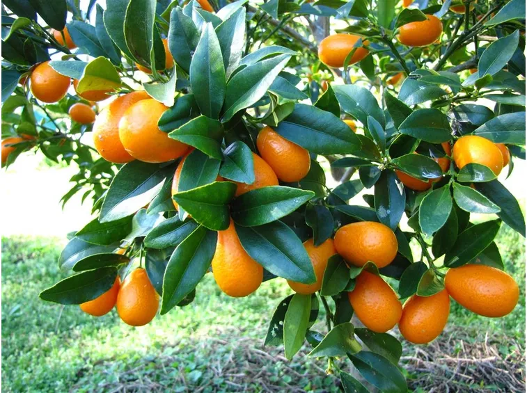 Fortunella agrumi asiatici