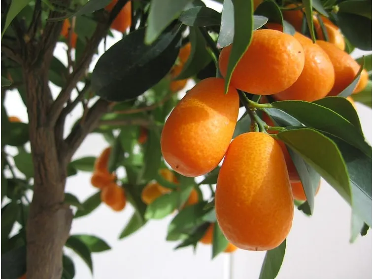 Frutti cinesi