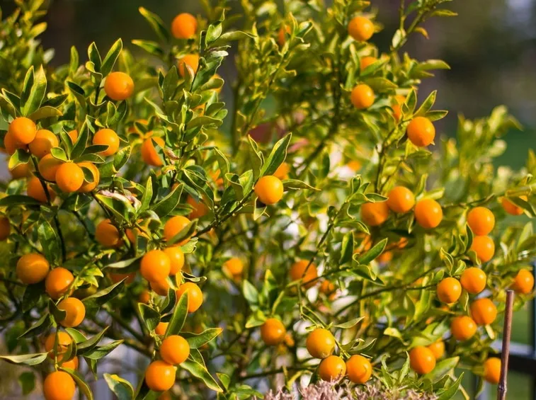 Pianta carica frutti