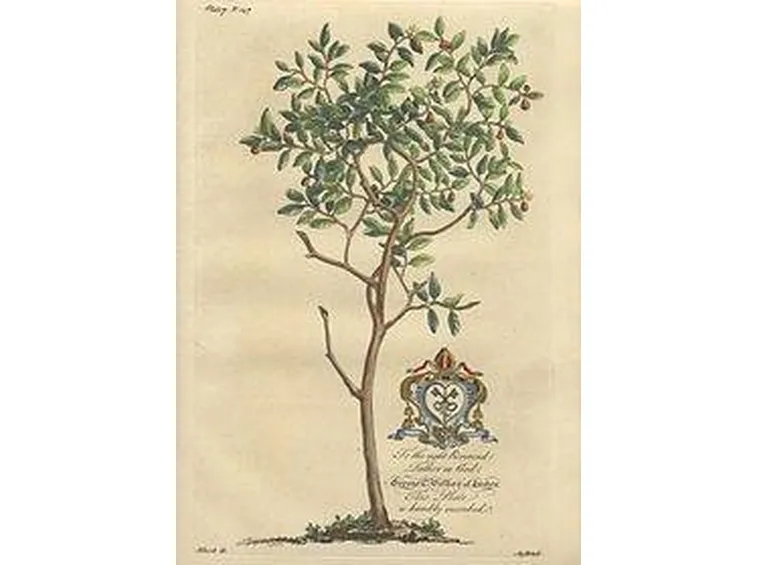 pompelmo rosa 2