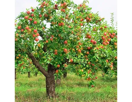 Albero frutto