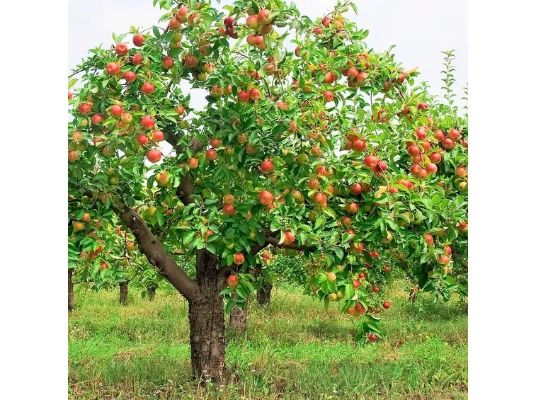 Albero frutto