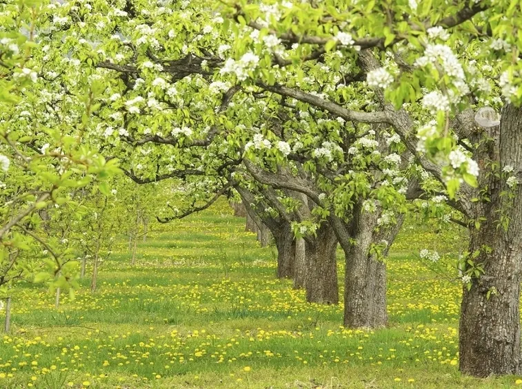 Alberi pero