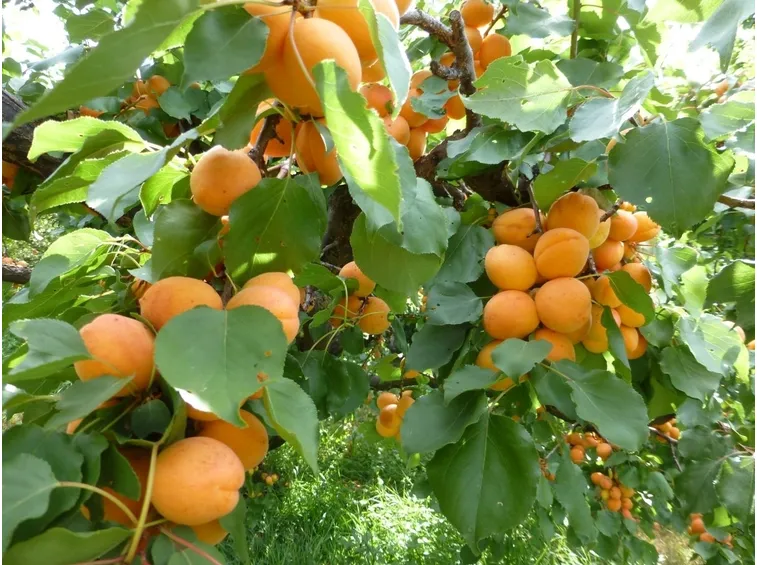 Rami albicocco frutti
