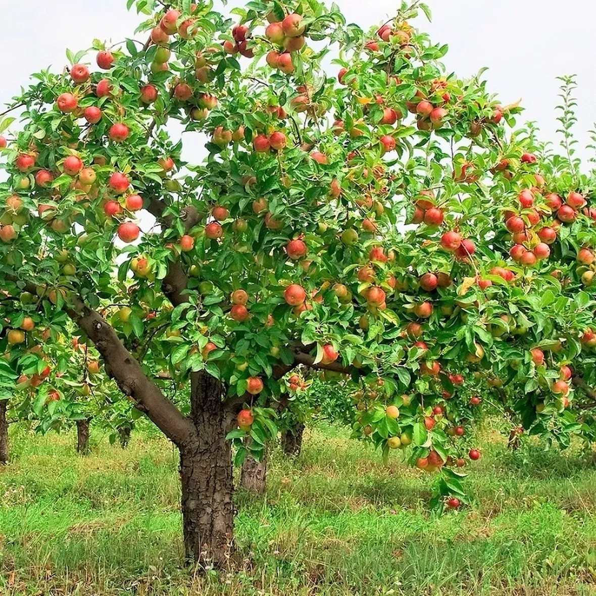 Albero frutto