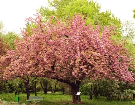 alberi di ciliegio fioritura