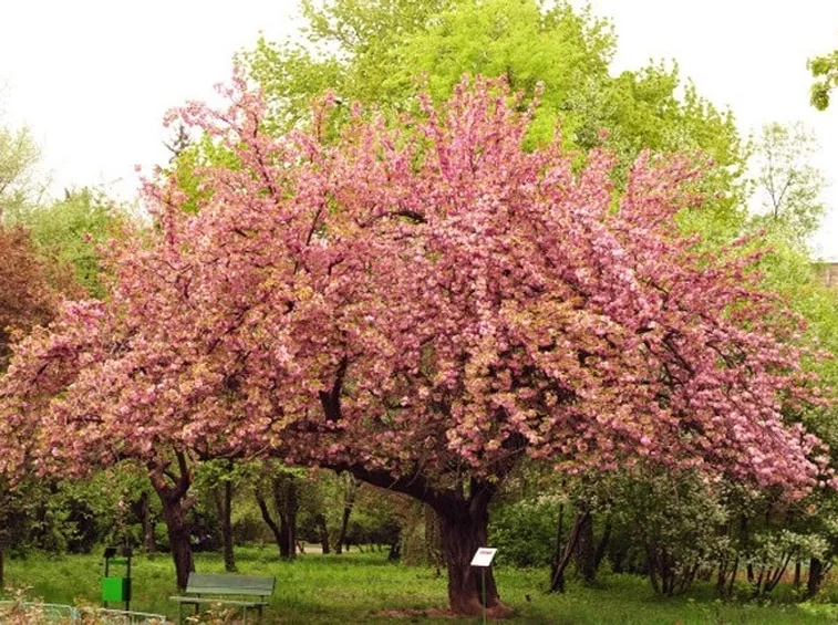 alberi di ciliegio fioritura