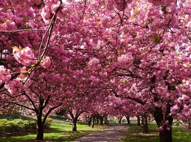 alberi di ciliegio in fiore
