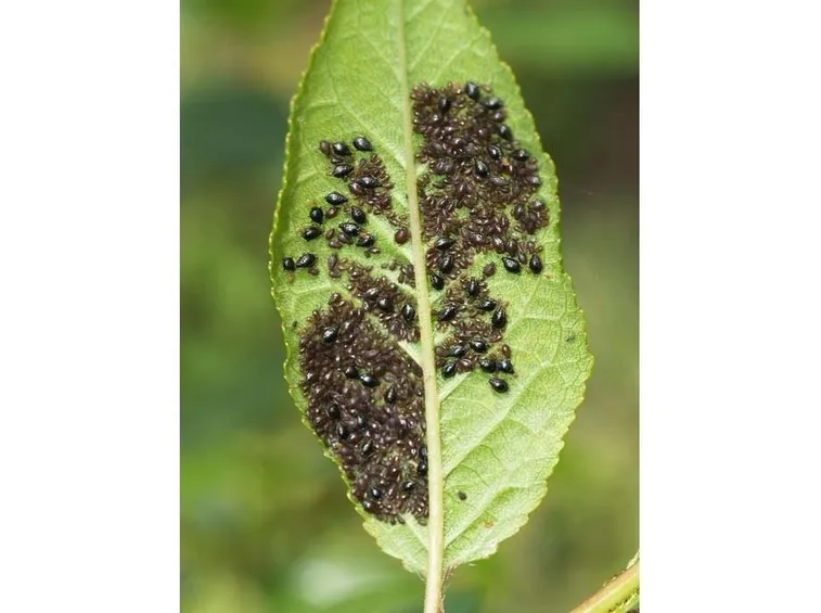 parassiti ciliegio: afide nera