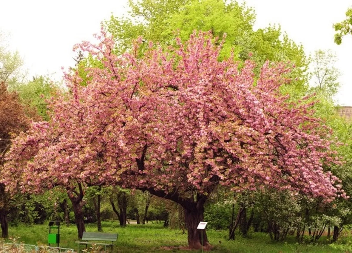 alberi di ciliegio fioritura