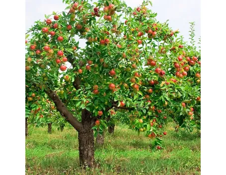 Un albero di melo carico di frutti