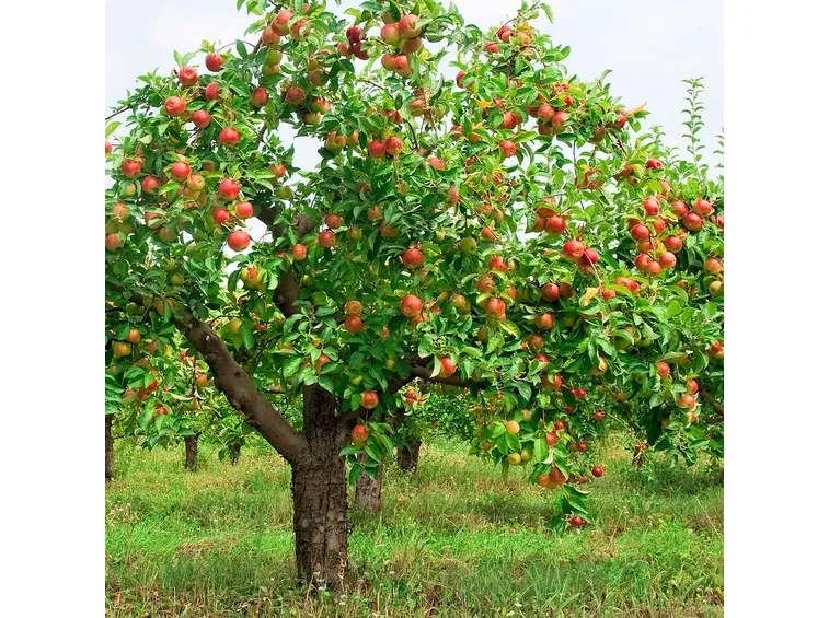 Un albero di melo carico di frutti