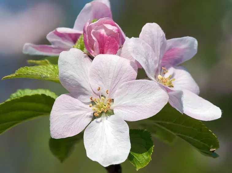 Fiori dell'albero di melo