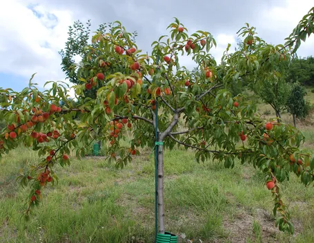 Un albero di pesco carico di frutti