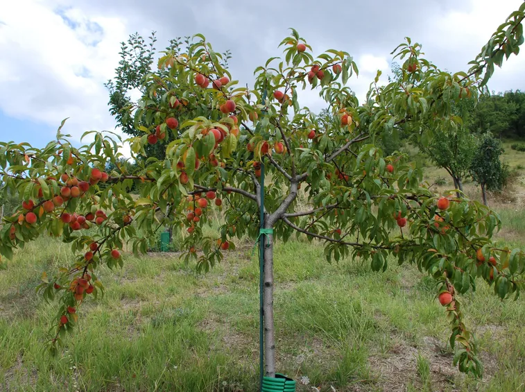 Un albero di pesco carico di frutti