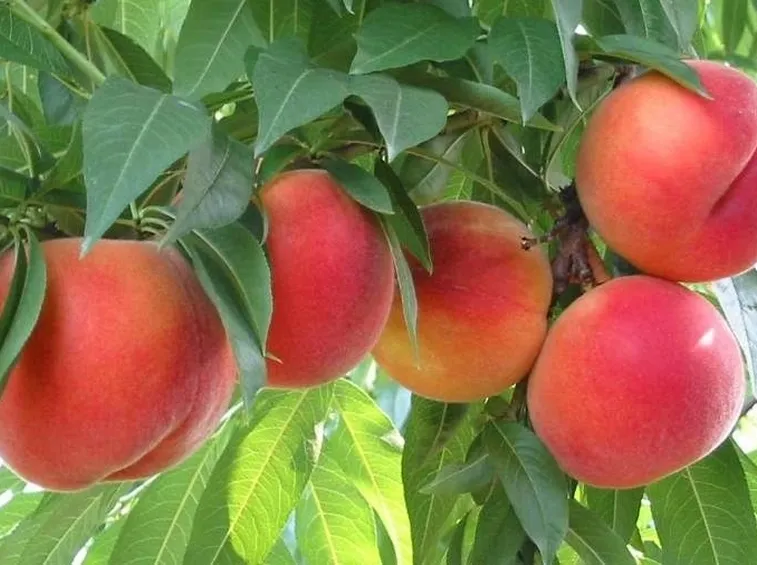 Pesche mature su rami