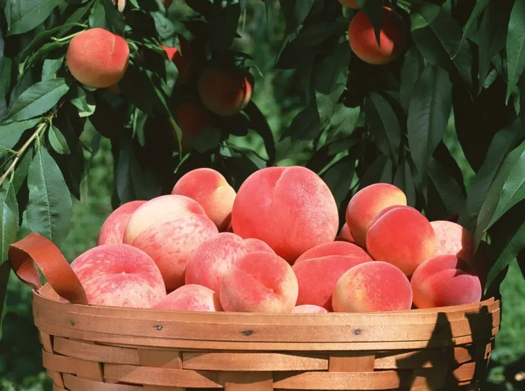 Pesche appena raccolte