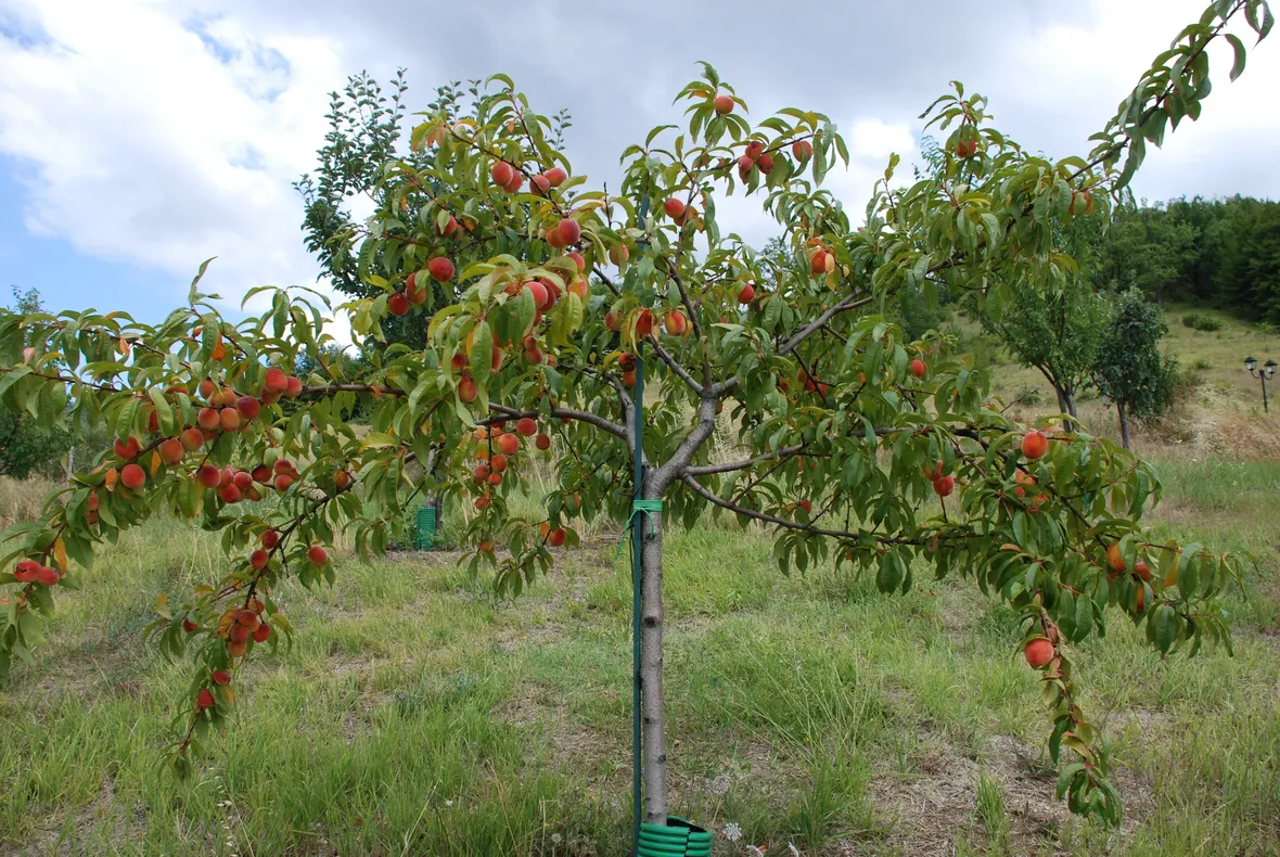 Un albero di pesco carico di frutti