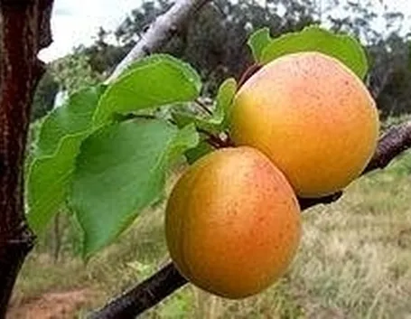 albicocche
