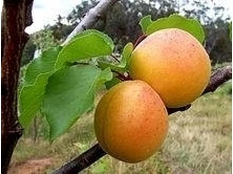 albicocche