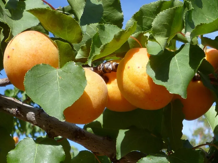 albicocco frutti