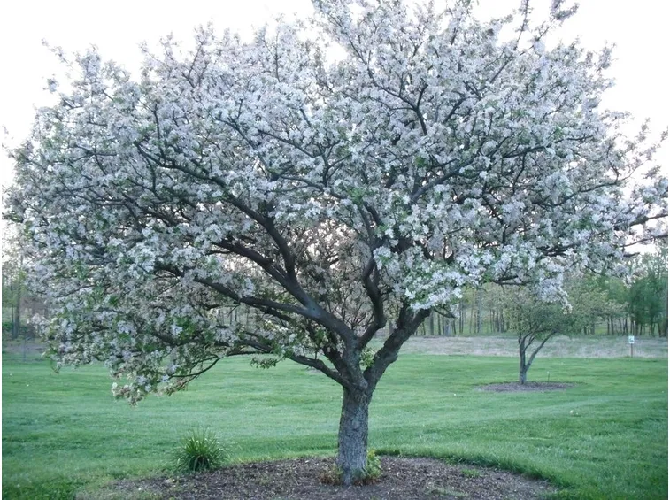 albicocco in fiore