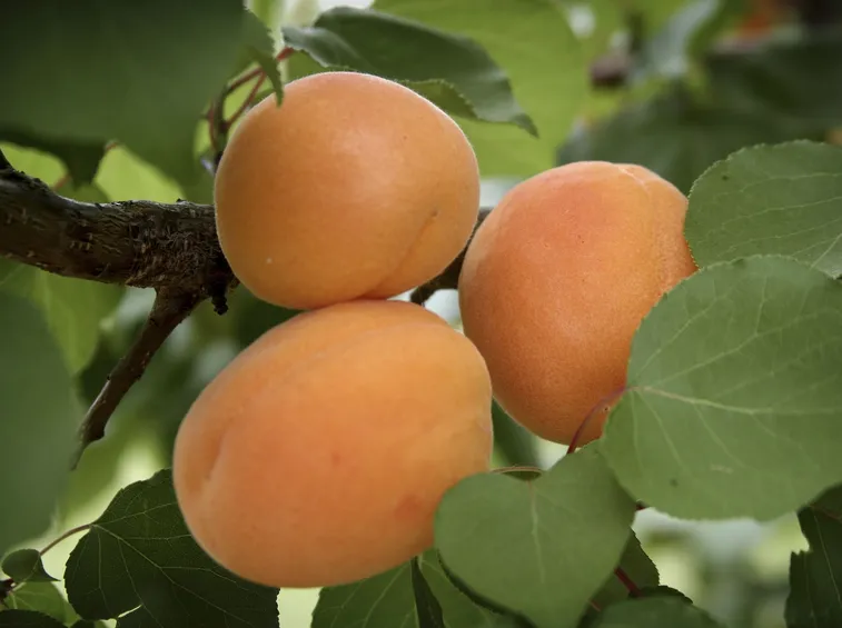 albicocco frutto