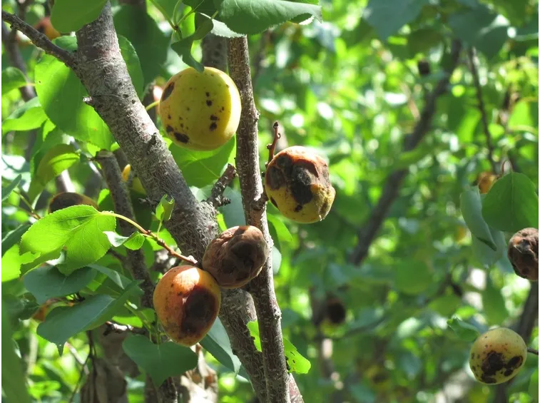 malattie albicocco