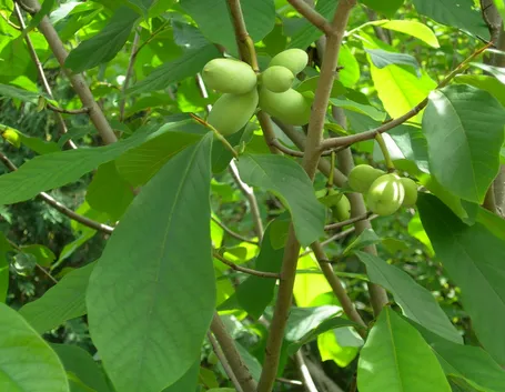Frutti asimina triloba