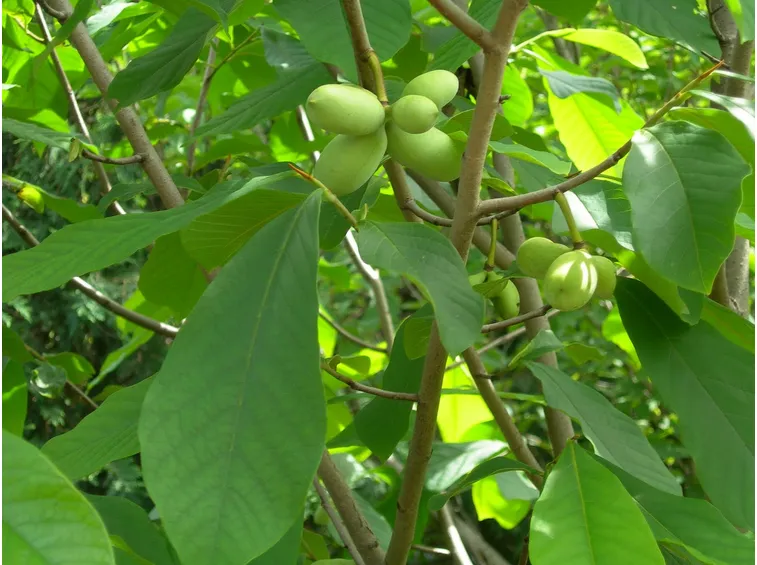 Frutti asimina triloba