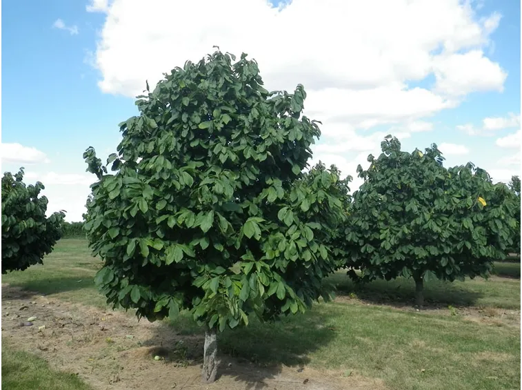 Albero asimina