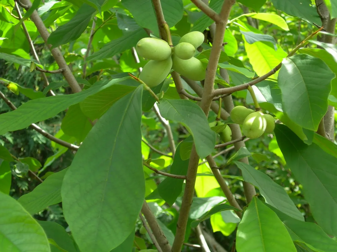 Frutti asimina triloba