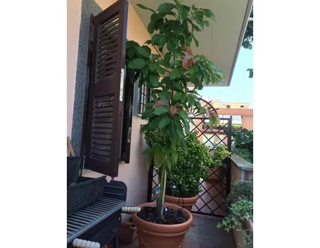 Avocado in vaso