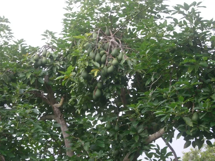 Coltivazione avocado in giardino