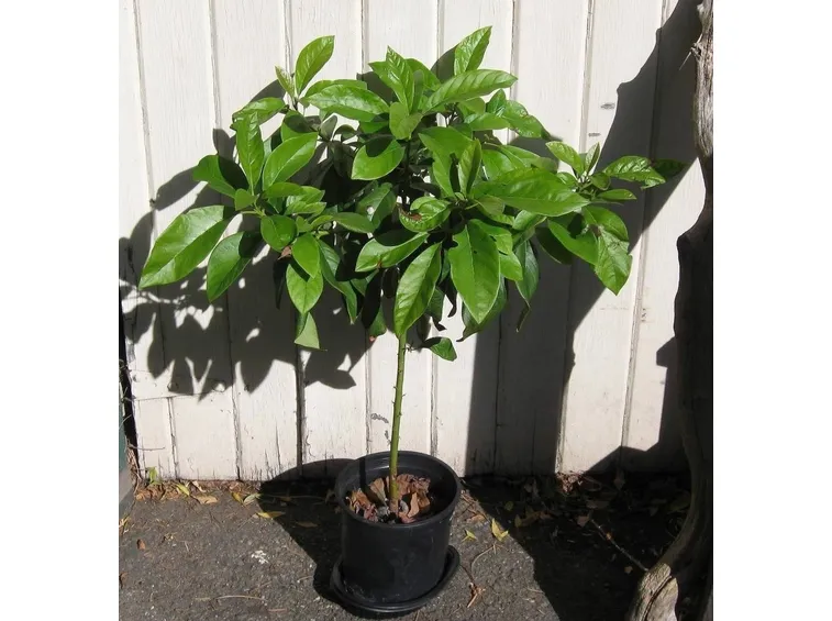 Albero avocado in vaso